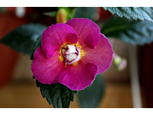 Plum Or�hard - 180 ���.