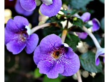 Poseidon - 150 ���.