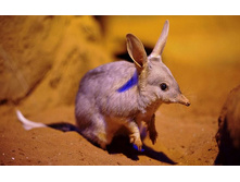 �������� ��������