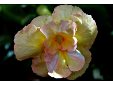 Gizelle - 150 ���.