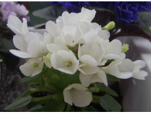 ��-��������� ���.jpg