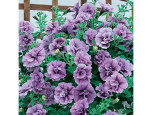 ��������� ���������. 150 �