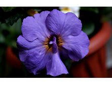 Rhino-Improwed - 120 ���.