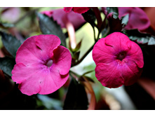 Elizabeth Nelson - 120 ���.