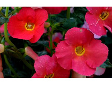 Peach Cascade Imp. - 100 ���.