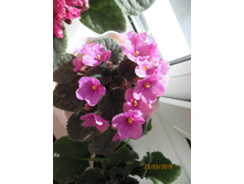 ��������� � ����������