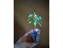 IMG 20190228 091346.jpg