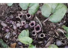 ������ �������� ��������� Silver Spreader.jpg