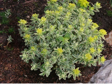 ������� �����.jpg