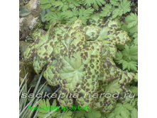 ������� ����� ������.jpg