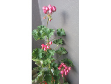 Victoria Andrea ���������