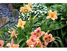 ��������� � �������