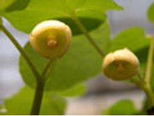 Asarum caulescens f. alba.jpg