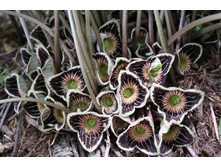 Asarum speciosum with its brown flowers.jpg