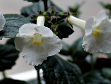 White Angel (� ��������)- 150 ���.