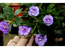 Made in Heaven - 150 ���.