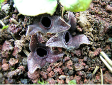 �������� �����������.jpg