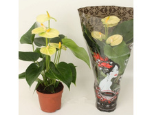 �������� ������� -700- 750 ���