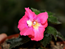 Dreamtime - 150 ���.