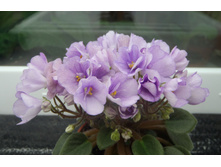 ��-���������� ���������.jpg