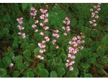 �������� �������.jpg