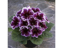 ��������� ������� ��� ������