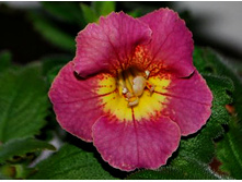 Phoenix Bird - 150 ���.