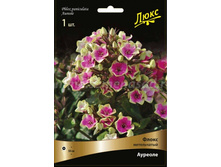 ������� * ����� �����������