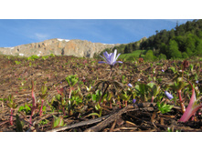 Anemone caucasica.jpg