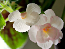 Amelia Vitorino Sport - 120 ���.