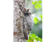 ������ �� �����