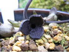 Asarum yoshikawae.jpg