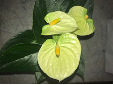 �������� �������