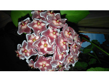 ���� Silver Pink