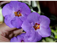 Crowning Day - 150 ���.