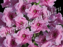 ����� ����������� �������