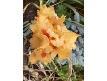 ������ Orange Caper