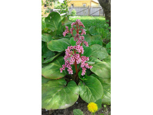 ����� 2-3 ����� � ������� ��� ������� ������ �������������