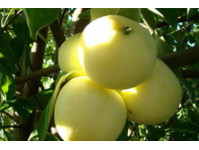 ������ ����� �����.jpg