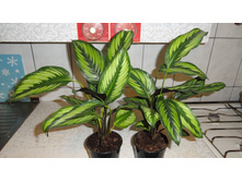 ������� ���������� Pin Stripes