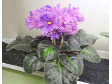 �-����� ����.jpg