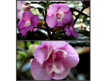 Grace Nelson - 150 ���.