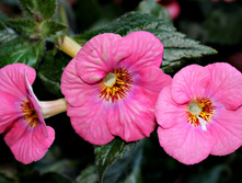 Pink Murano - 150 ���.