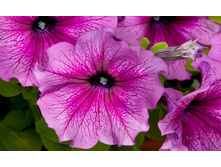 ������� ����������� �����