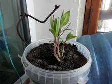 IMG 20190315 072105.jpg