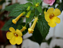 Clouded Yellow - 50 ���.