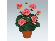 ���������� PAC Lorena(����)