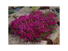 ����� ���������� ������� �����