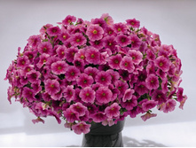 ������� ���� ����. 150 �