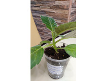 IMG 20190309 164004.jpg